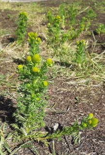 2020-07-07 16.02.442