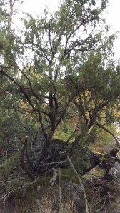 kataja-juniperus-communis-ssp-communis3