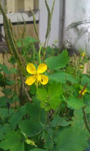 keltamo-chelidonium-majus3