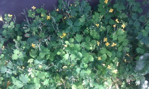 keltamo-chelidonium-majus5