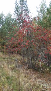 kotipihlaja-sorbus-aucuparia-ssp-aucuparia4
