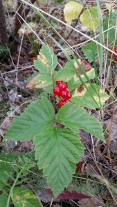lillukka-rubus-saxatilis3