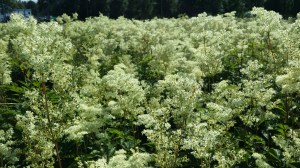 mesiangervo-filipendula-ulmaria3