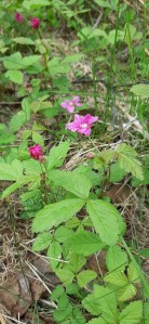 mesimarja-rubus-arcticus3