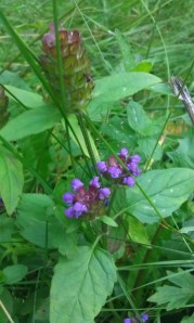 niittyhumala-prunella-vulgaris2