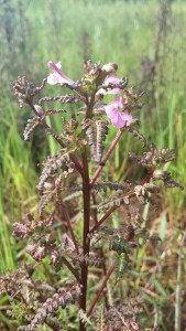 pedicularis-palustris-ssp-palustris2