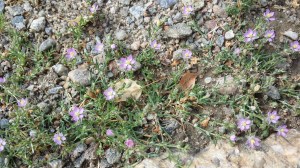 punasolmukki-spergularia-rubra3