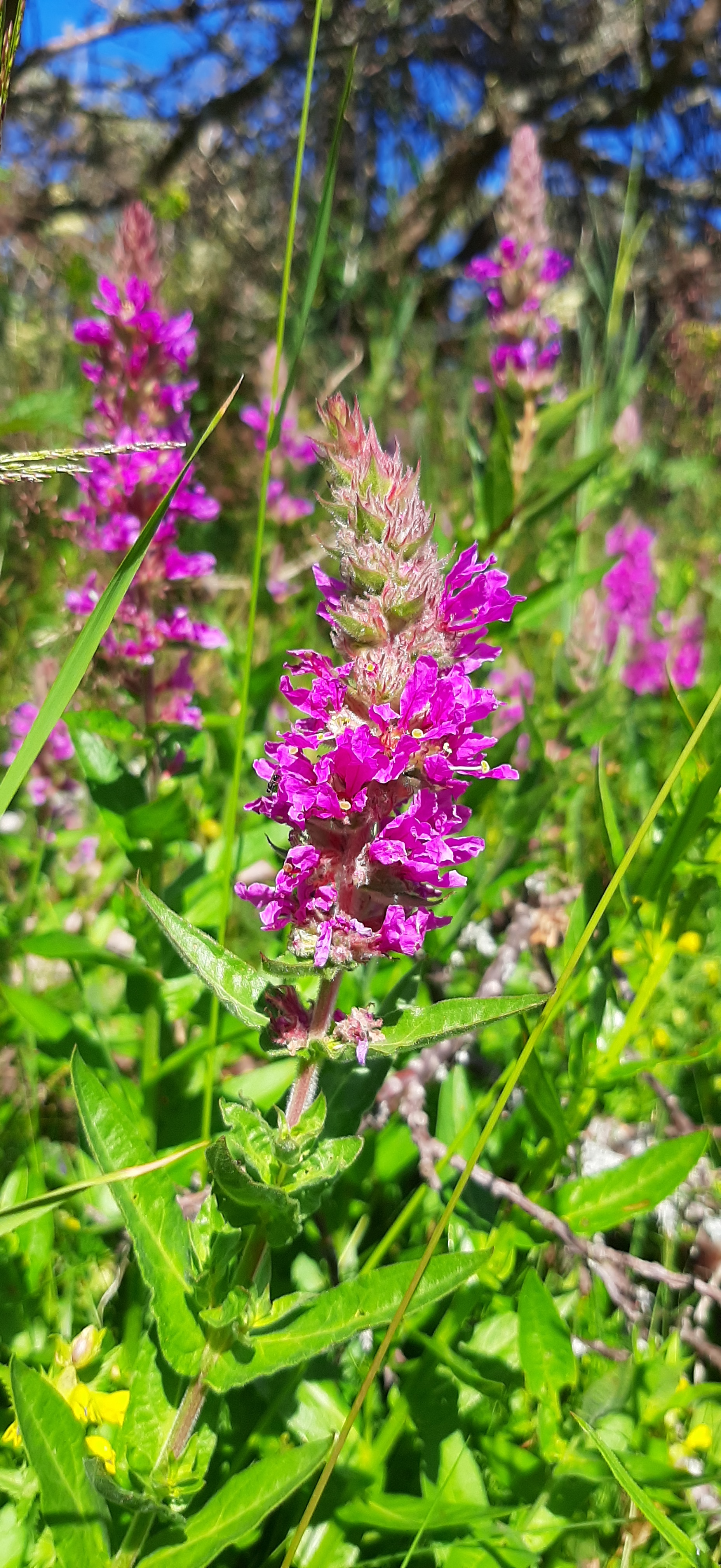 rantakukka-lythrum-salicaria