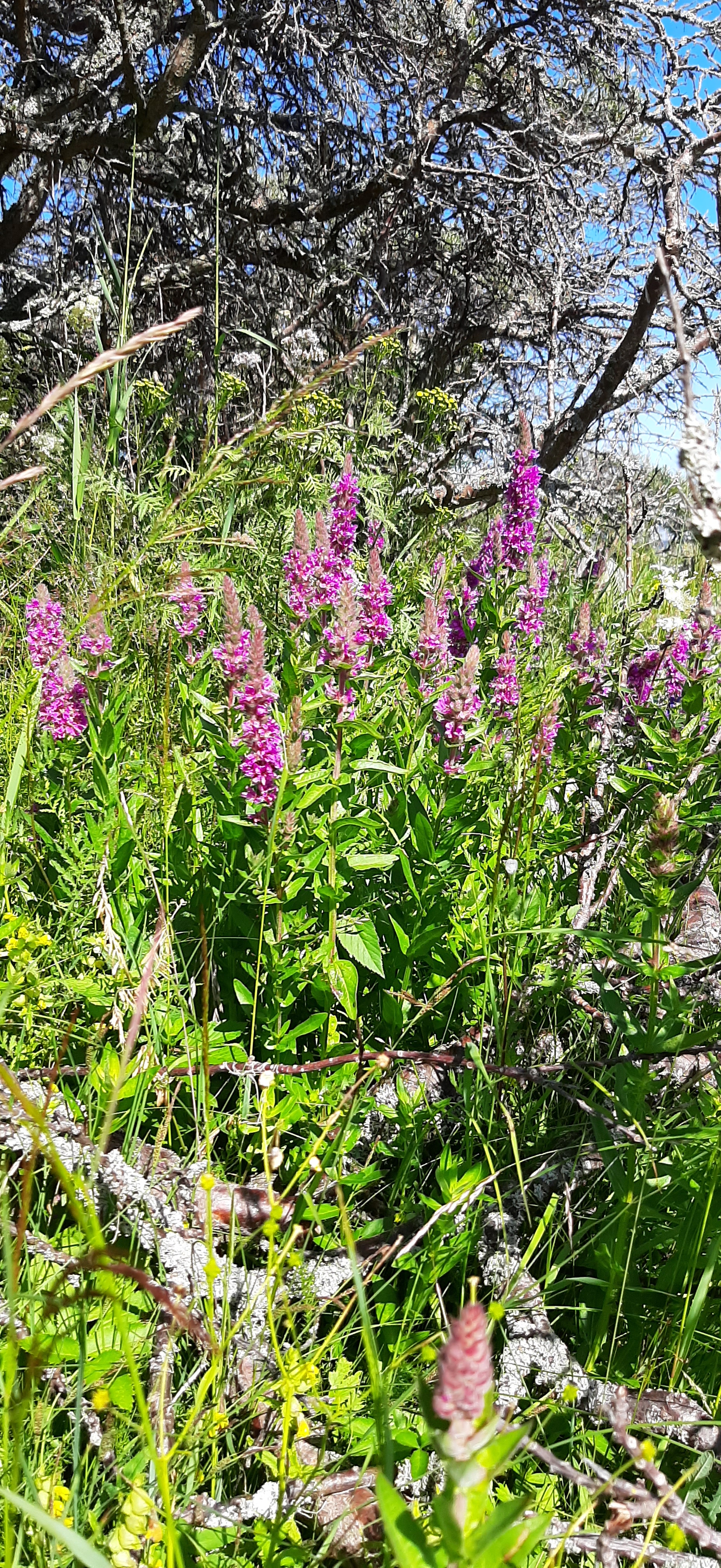 rantakukka-lythrum-salicaria2