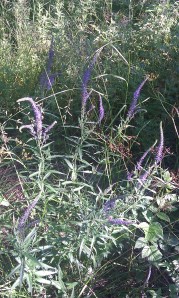 rantatädyke-veronica-longifolia