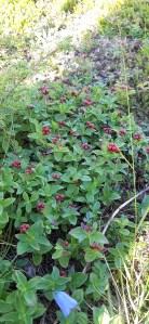 ruohokanukka-cornus-suecica4