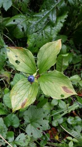 sudenmarja-paris-quadrifolia3