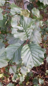 tervaleppä-alnus-glutinus3