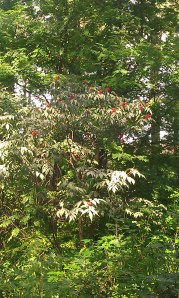 euroopanterttuselja-sambucus-racemosa-var-racemosa4