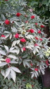 euroopanterttuselja-sambucus-racemosa-var-racemosa5