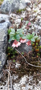 puolukka-vaccinium-vitis-idaea-ssp-vitis-idaea