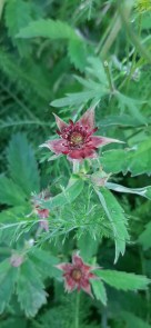 kurjenjalka-comarum-palustre5