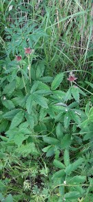 kurjenjalka-comarum-palustre6