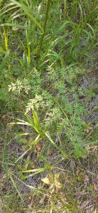 luhtasuoputki-peucedanum-palustre3