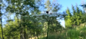 luhtasuoputki-peucedanum-palustre4