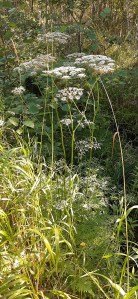 luhtasuoputki-peucedanum-palustre5