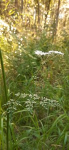 luhtasuoputki-peucedanum-palustre6