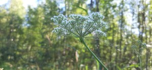 luhtasuoputki-peucedanum-palustre7