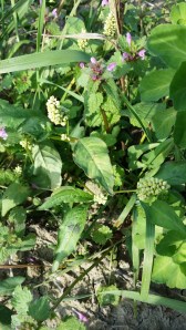 peltoukontatar-persicaria-lapathifolia-ssp-pallida