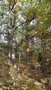 tammi-quercus-robur3