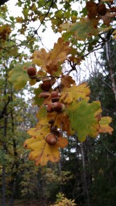 tammi-quercus-robur5