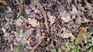 tammi-quercus-robur6