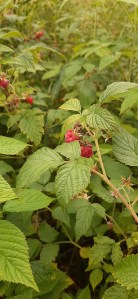 vadelma-rubus-idaeus2