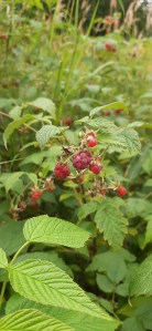 vadelma-rubus-idaeus3