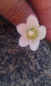 vilukko, parnassia palustris