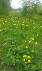 kullero-trollius-europeaus3