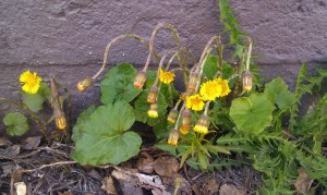 leskenlehti-tussilago-farfara3