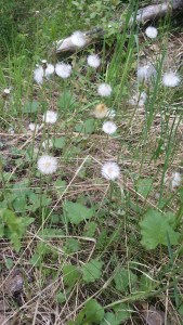 leskenlehti-tussilago-farfara4