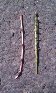 peltokortemetsäkorte