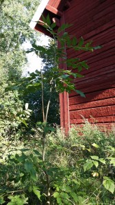 saarni-fraxinus-excelsior3