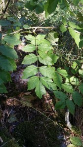 saarni-fraxinus-excelsior4