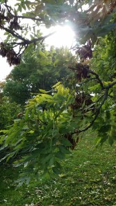 saarni-fraxinus-excelsior5