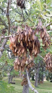 saarni-fraxinus-excelsior6