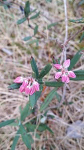 suokukka-andromeda-polifolia2