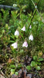 vanamo-linnea-borealis3