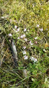 vanamo-linnea-borealis4