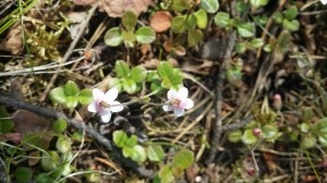 vanamo-linnea-borealis6