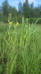 keltakurjenmiekka-iris-pseudacorus3