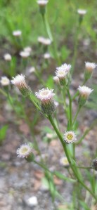 ketokarvaskallioinen-erigeron-acer-ssp-acer2