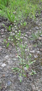 ketokarvaskallioinen-erigeron-acer-ssp-acer4