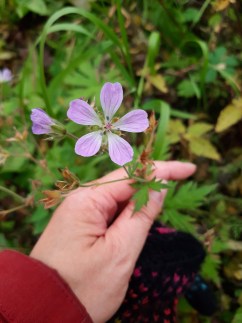 metsäkurjenpolvi-geranium-sylvaticum3